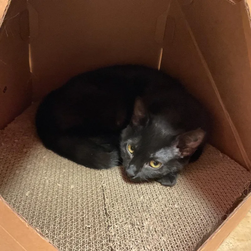 A young small-sized female Black Domestic Short Hair cat named Mantis for adoption in Monroe, LA