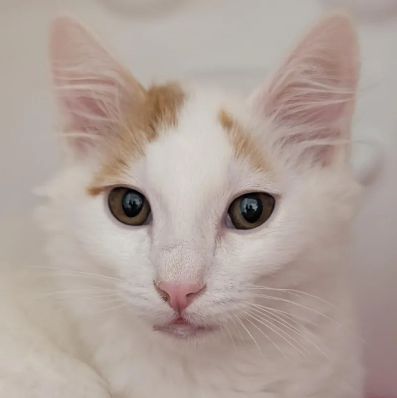 A baby medium-sized male Domestic Long Hair cat named Paprika for adoption in Shoreline, WA