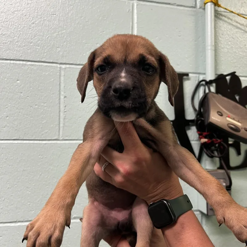 A baby small-sized female Yellow / Tan / Blond / Fawn Pit Bull Terrier dog named Parsley for adoption in Harrisville, WV