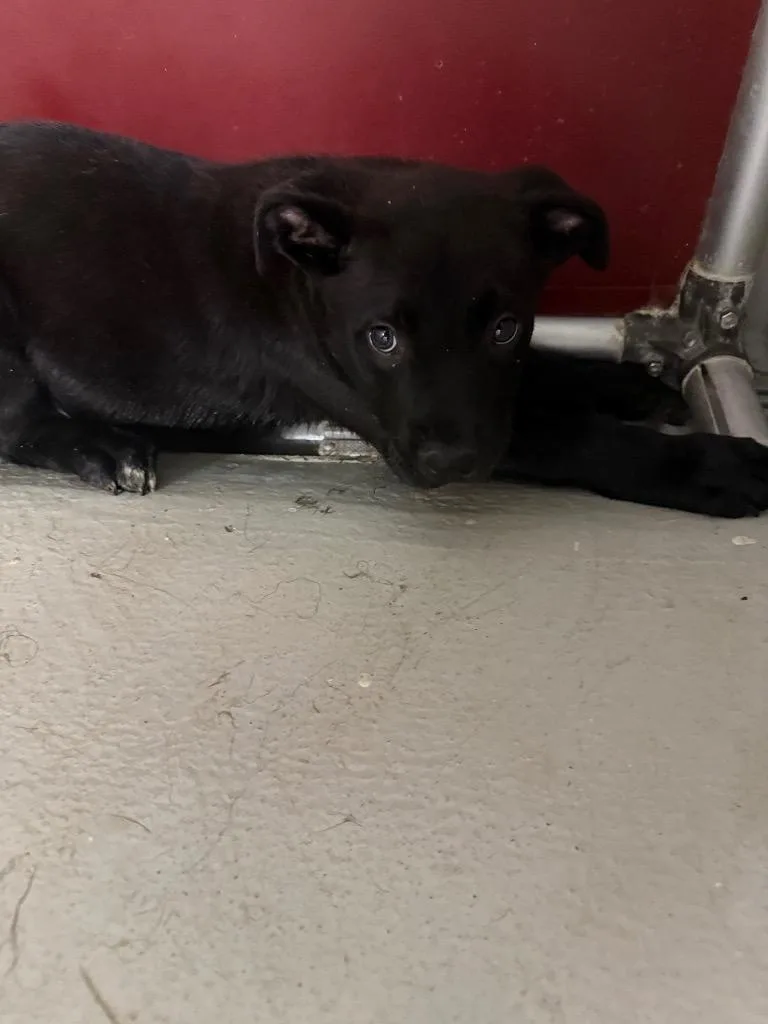 A baby small-sized male Labrador Retriever dog named Duke for adoption in Fayetteville, TN