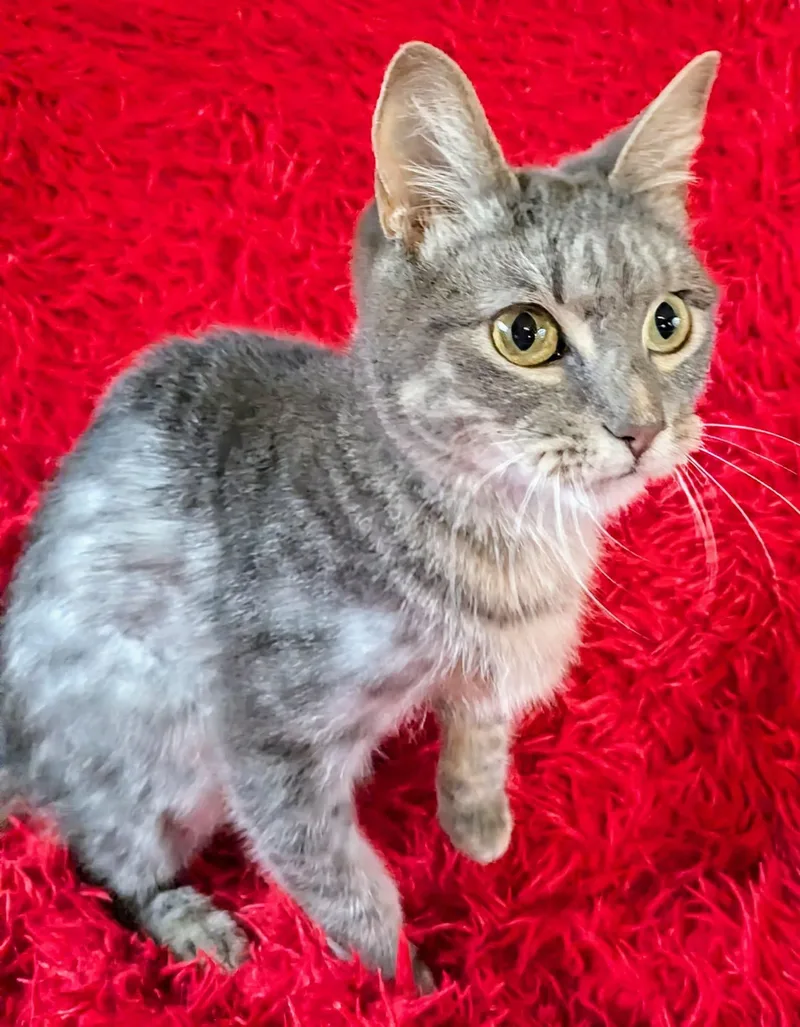 An adult medium-sized male Tabby (Gray / Blue / Silver) Domestic Short Hair cat named Jasper for adoption in Jacksonville, TX