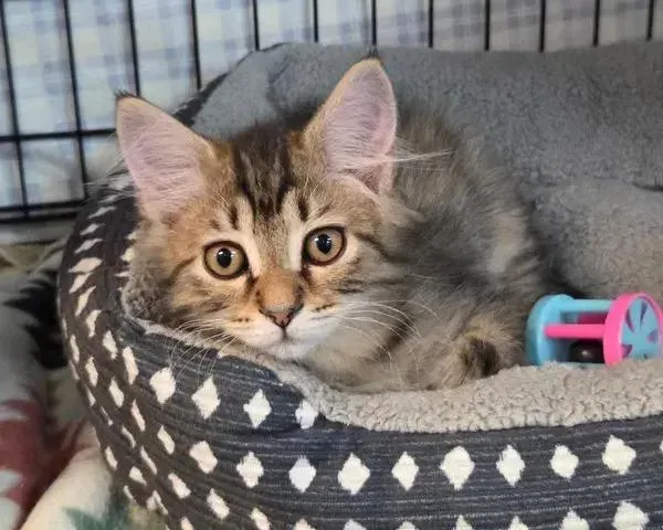 A baby small-sized male Domestic Short Hair cat named Milo for adoption in Woodbridge, VA