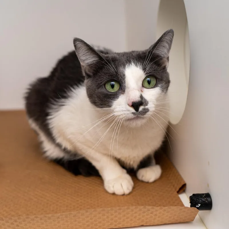 A young large-sized female Domestic Short Hair cat named London for adoption in New York, NY