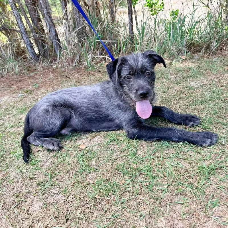 Oreo George thumbnail 2