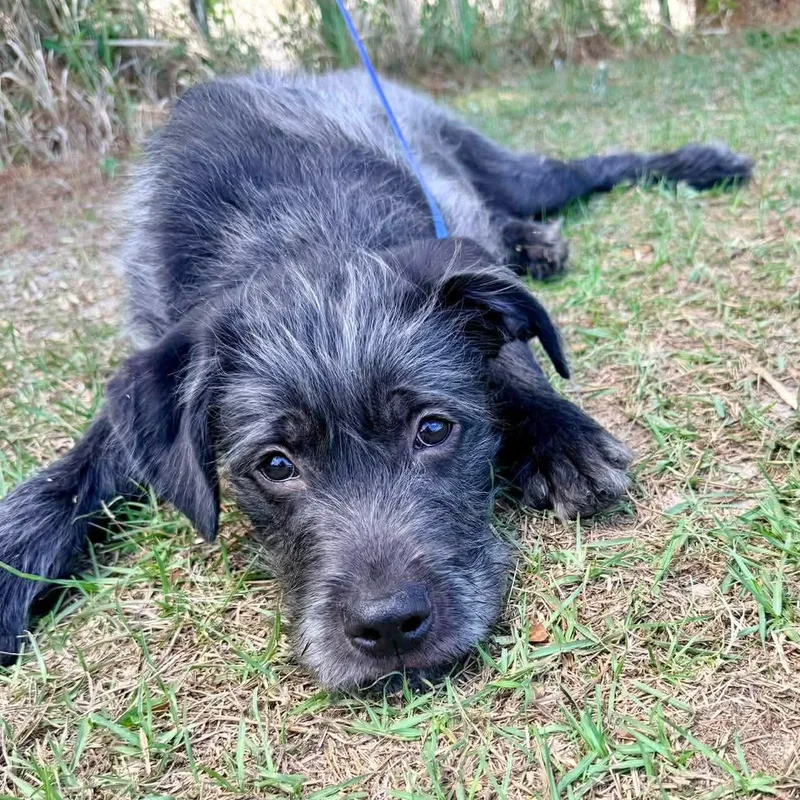 Oreo George thumbnail 5