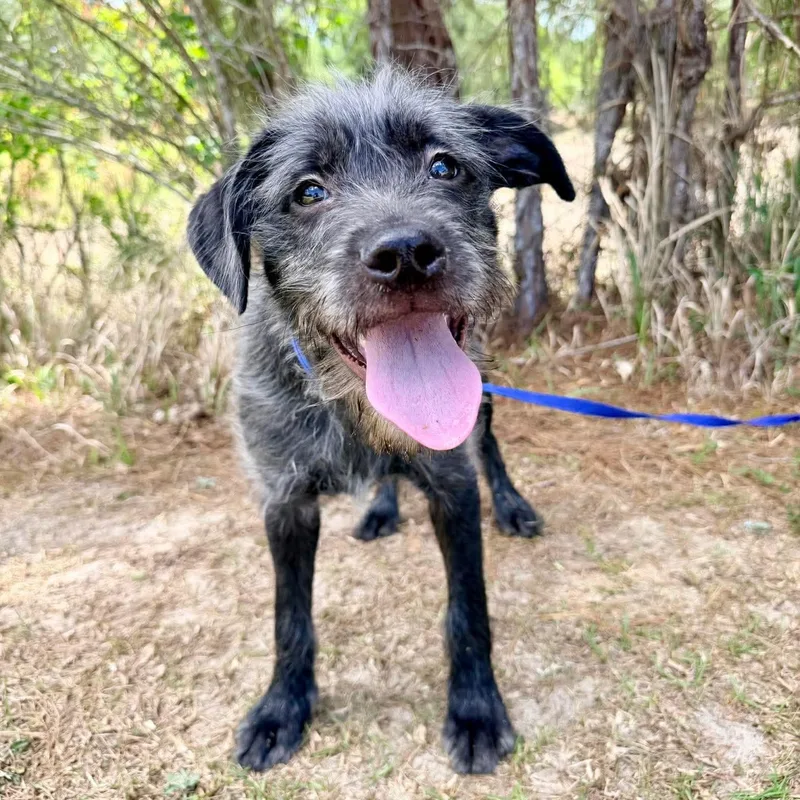 Oreo George thumbnail 6