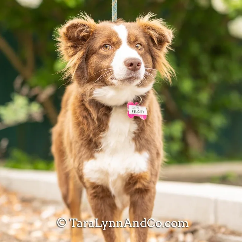 A young medium-sized female White / Cream Australian Shepherd dog named Felicity for adoption in Wake Forest, NC