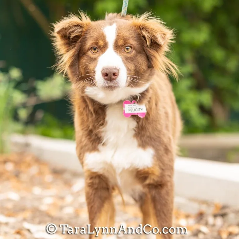 Felicity thumbnail 2