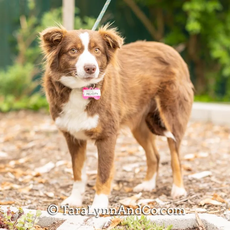 Felicity thumbnail 3