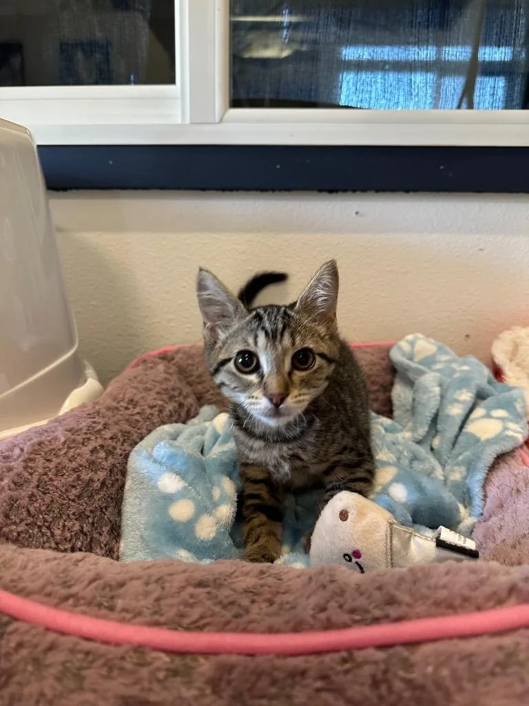 Kaleigh @PetSmart Walker Rd thumbnail 2