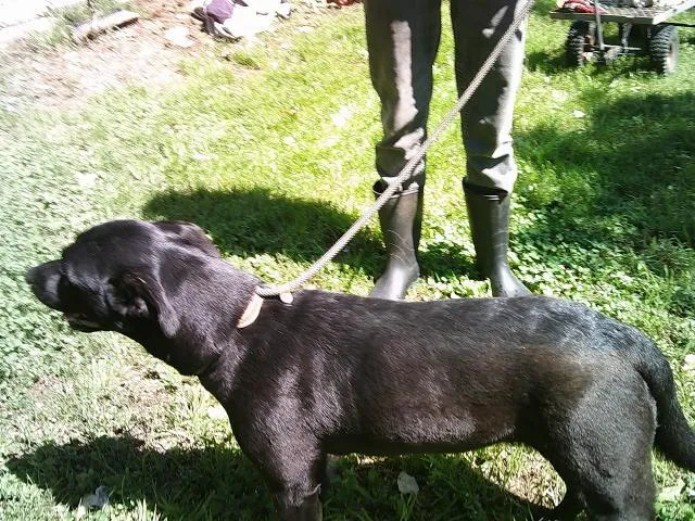 A young medium-sized female Black Labrador Retriever dog named Glitter for adoption in Kellyville, OK