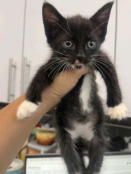 A baby small-sized male Domestic Short Hair cat named Lionel for adoption in West Chester, PA