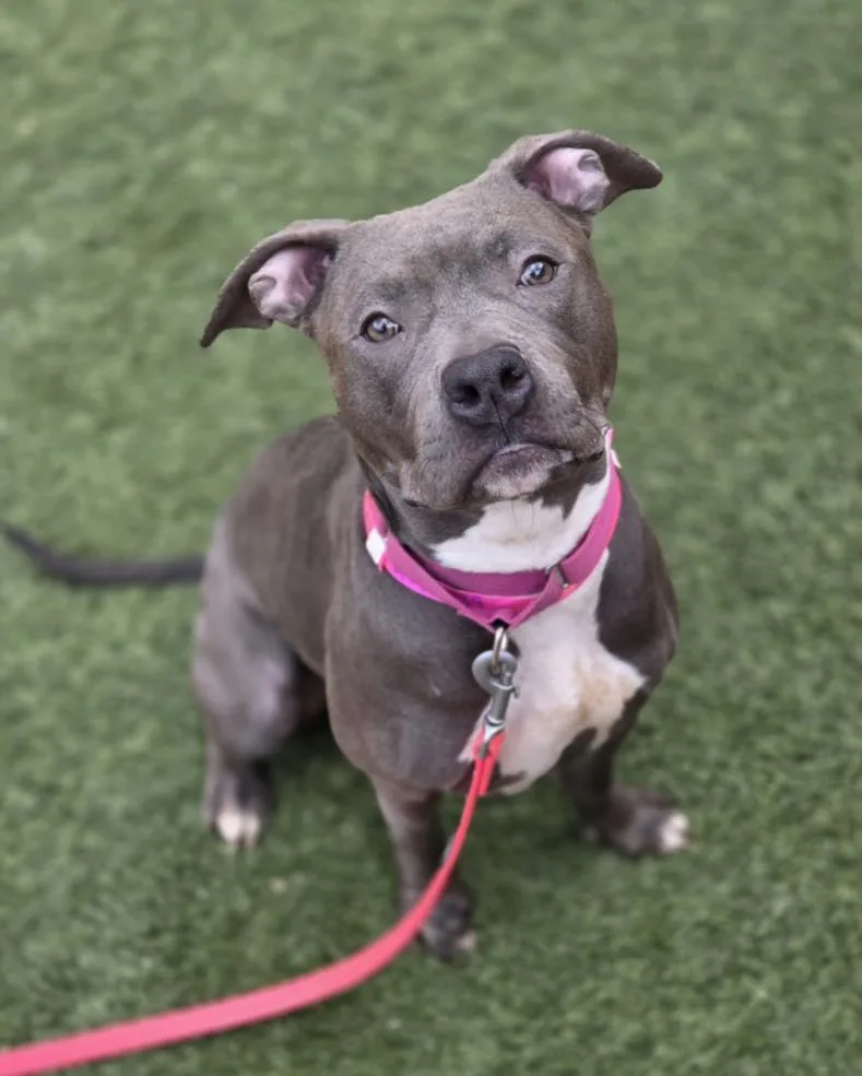 An adult large-sized female Pit Bull Terrier dog named Periwinkle for adoption in Las Vegas, NV