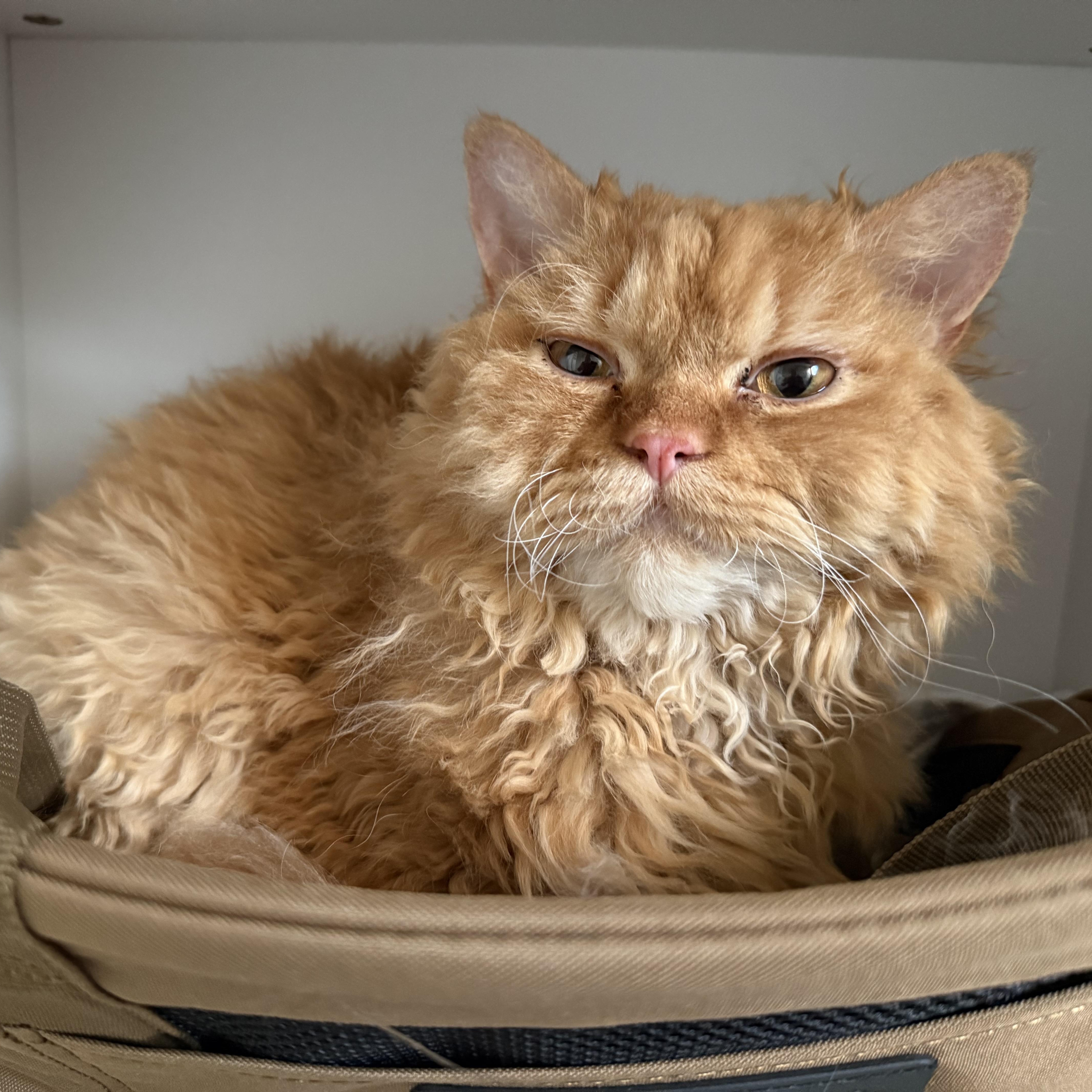 A young medium-sized male Orange / Red Selkirk Rex cat named Merlin for adoption in Miamisburg, OH
