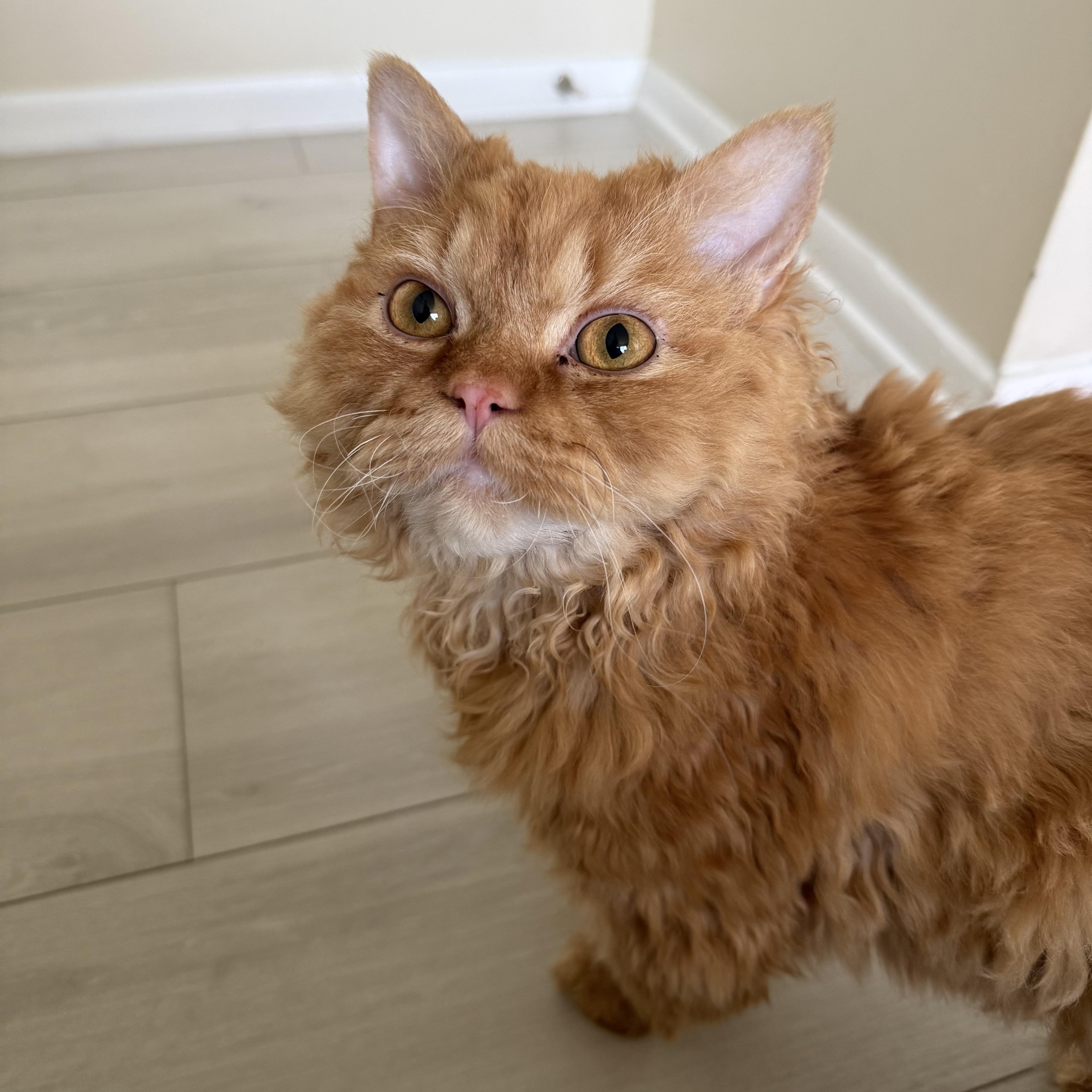 Merlin thumbnail 3