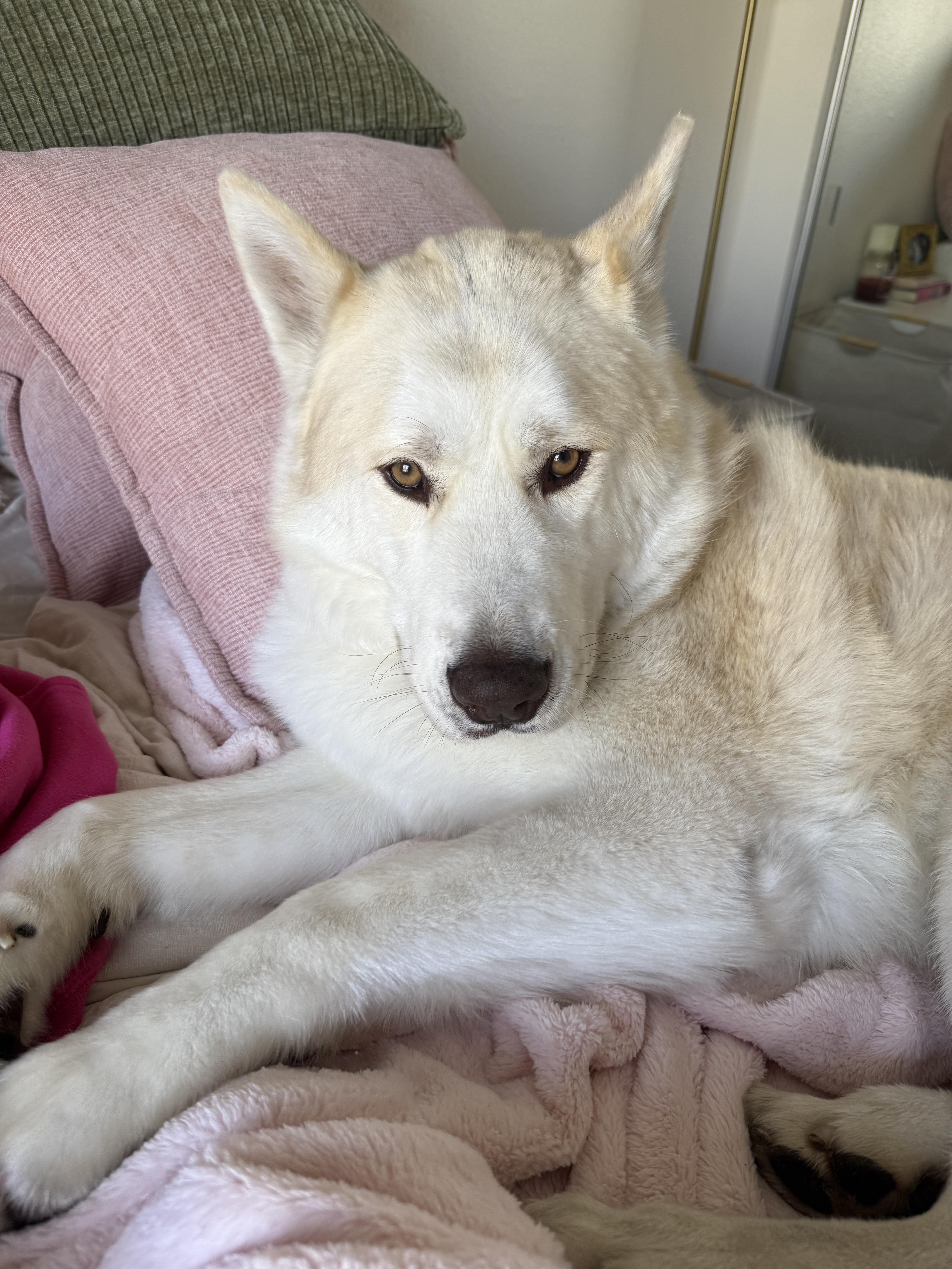 An adult large-sized male White / Cream Alaskan Malamute dog named Frances Buckley for adoption in Van Nuys, CA