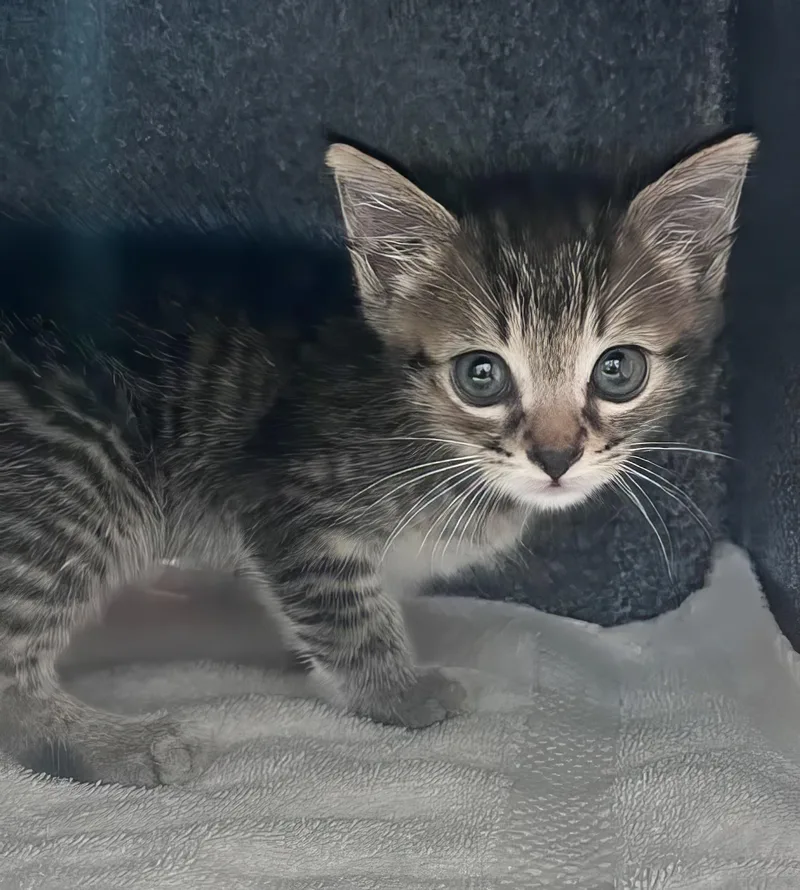 A baby medium-sized male Tabby (Brown / Chocolate) Domestic Short Hair cat named Baby Mittens for adoption in Nashville, TN