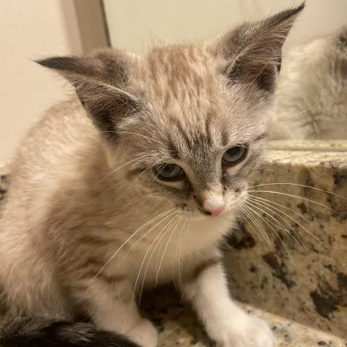 Mochi