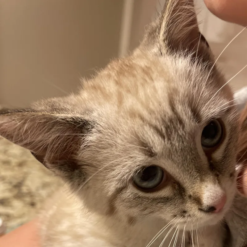 Mochi thumbnail 3