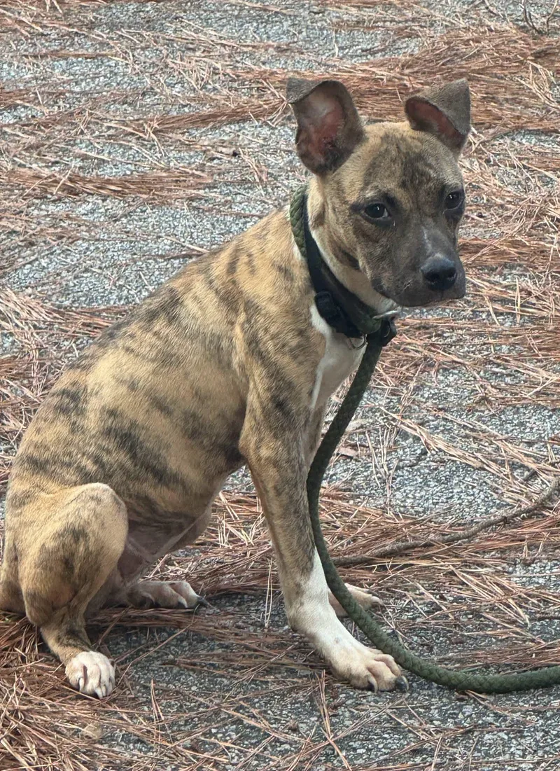 A young medium-sized female Brindle Mixed Breed dog named Becky for adoption in Sumter, SC