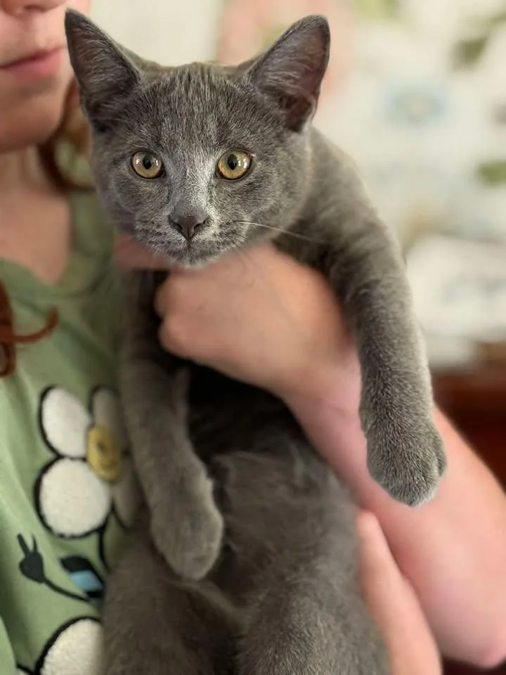 A baby small-sized male Domestic Short Hair cat named Nilly for adoption in Johnson City, TN
