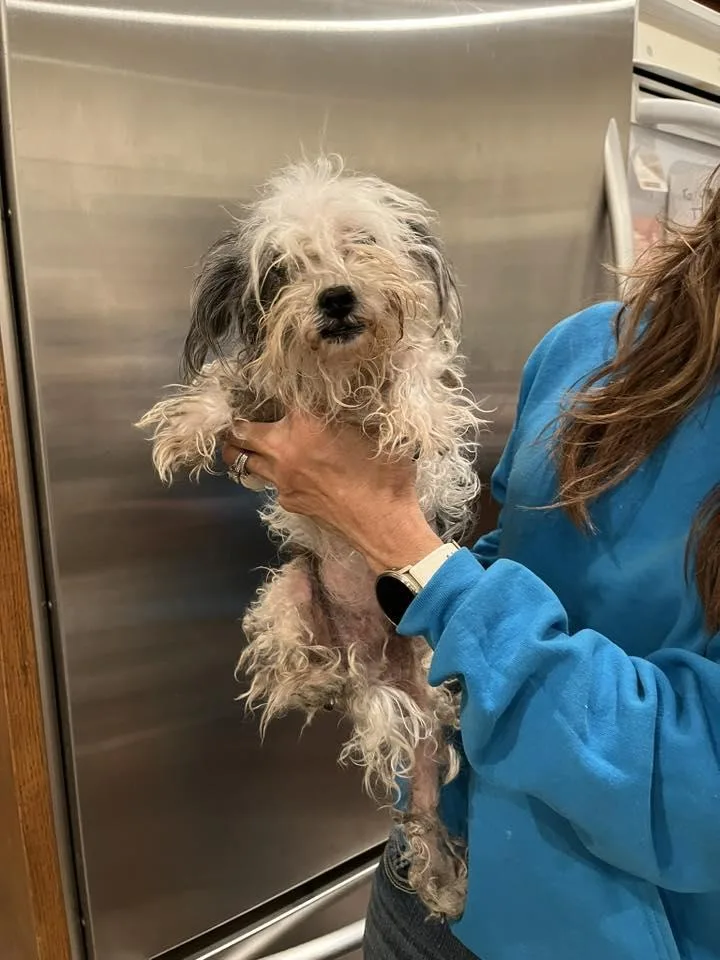 Pixie Dust thumbnail 2