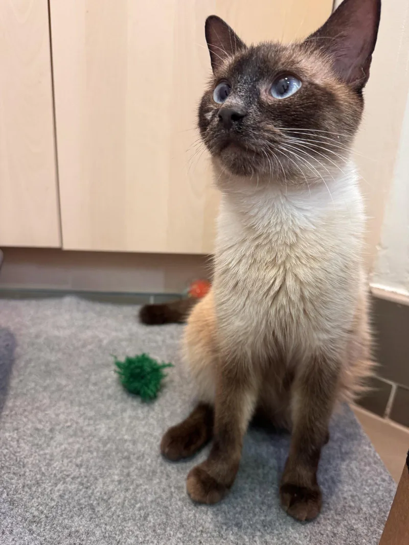 An adult medium-sized female Siamese cat named Kylie for adoption in Herndon, VA