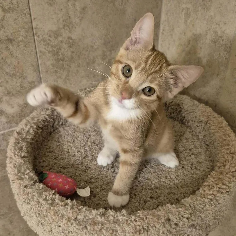 A baby small-sized female Orange & White Domestic Short Hair cat named Lovely Rita for adoption in tucson, AZ