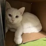 An adult medium-sized male White Domestic Short Hair cat named Ghost for adoption in Hilliard, OH