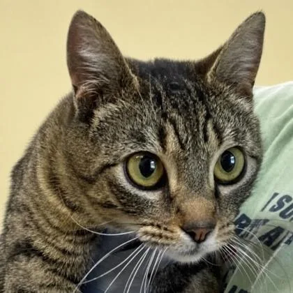 A young medium-sized female Domestic Short Hair cat named Cinnamon for adoption in Burlington, WA