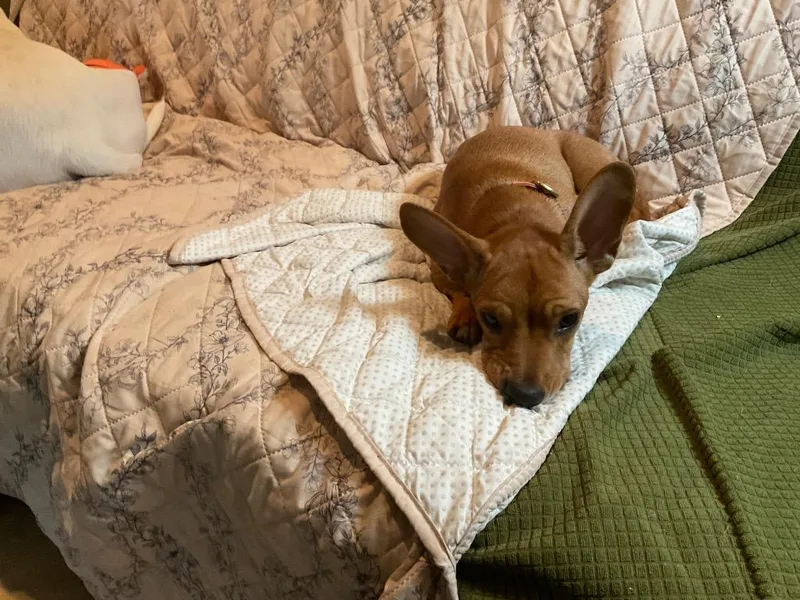 Cinnamon