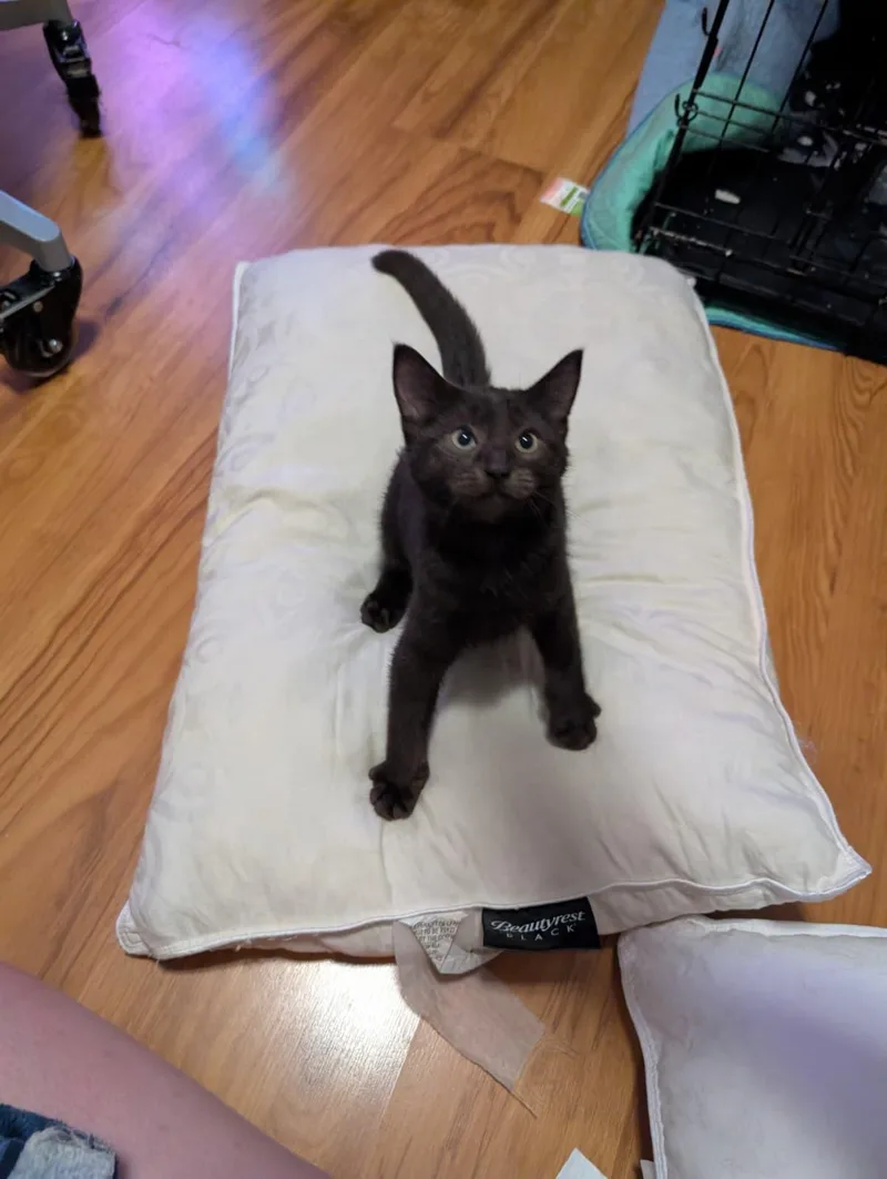 A baby medium-sized male Domestic Medium Hair cat named Lemmy for adoption in Absecon, NJ