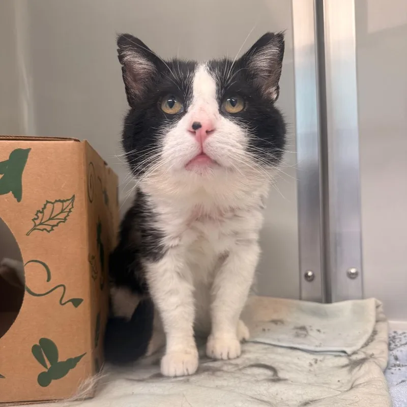 An adult medium-sized male White Domestic Short Hair cat named Marvin for adoption in Saint Charles, MO