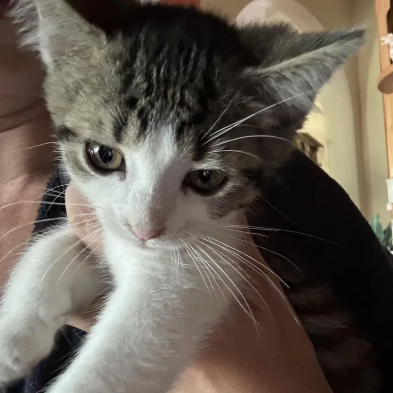 Roux