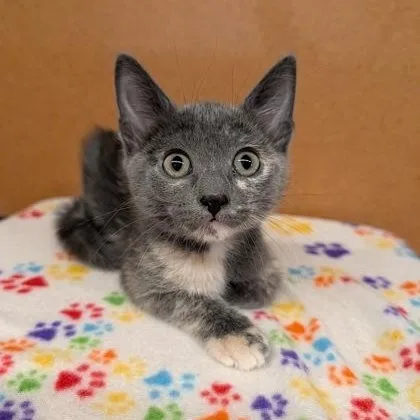 A baby small-sized female Dilute Tortoiseshell Domestic Short Hair cat named Chain Smokers for adoption in Rochester, MN
