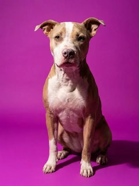 A young medium-sized female Mixed Breed dog named Pookie for adoption in Jacksonville, FL