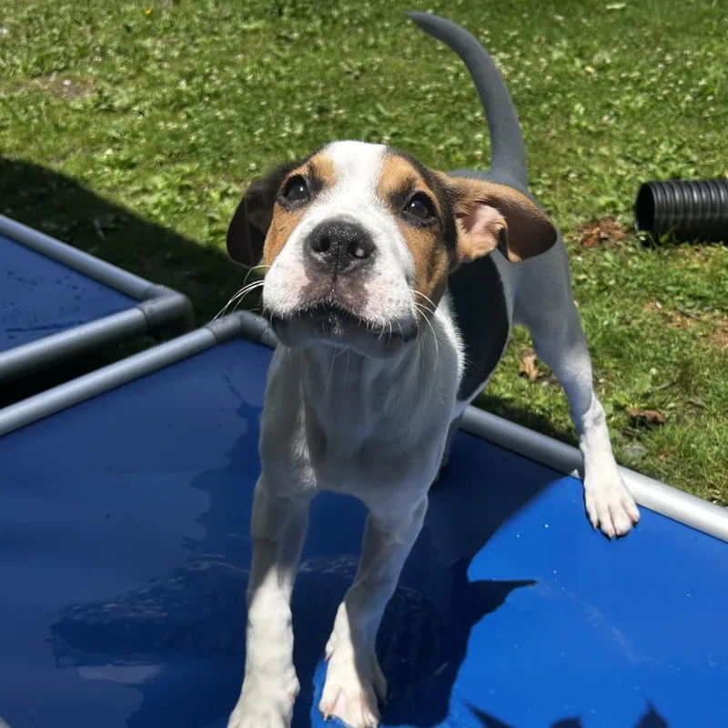 A baby small-sized female White / Cream Mixed Breed dog named Suchomimus for adoption in Spruce Pine, NC