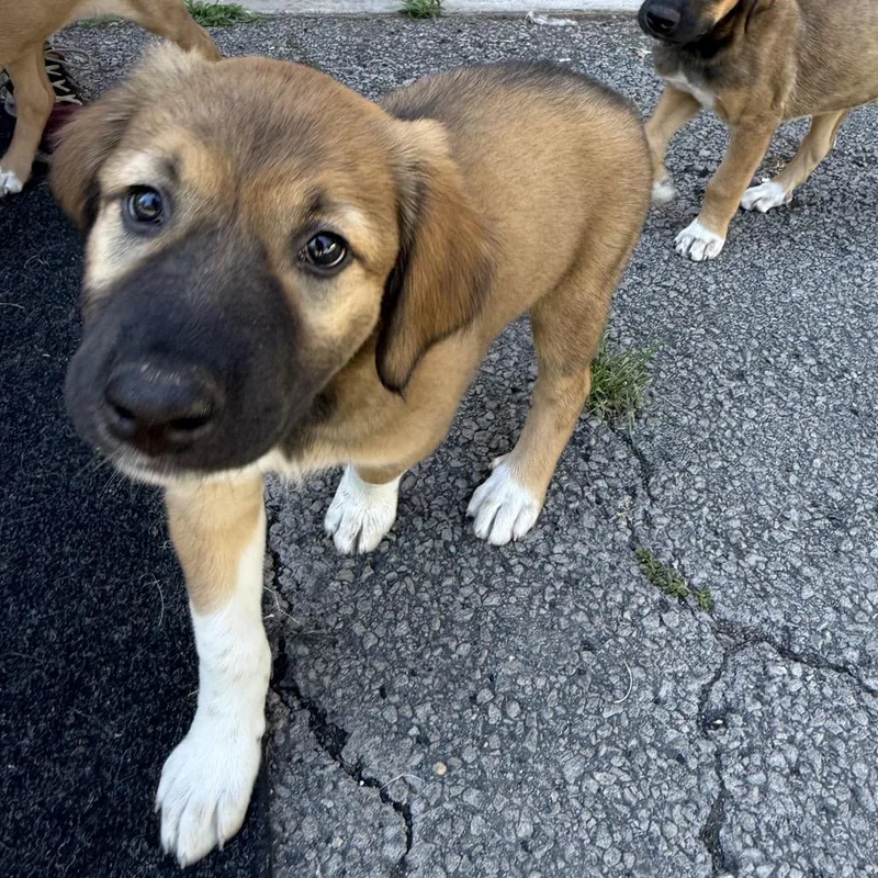 A baby small-sized female Brown / Chocolate Doberman Pinscher dog named Raven Pup: Rain for adoption in Falls Church, VA