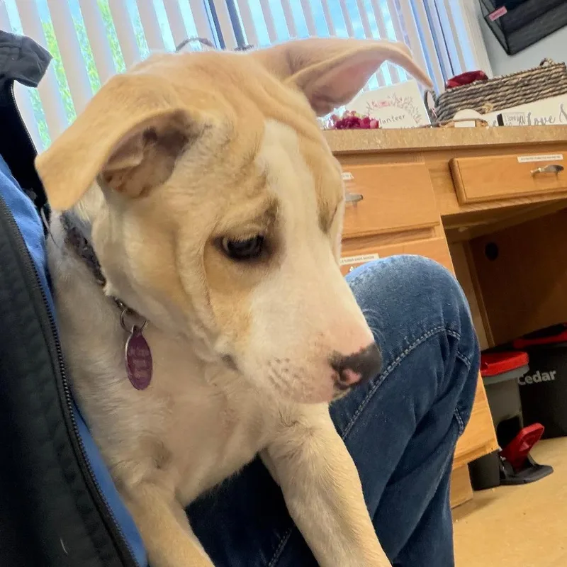 A young large-sized female White / Cream Mixed Breed dog named Tilly for adoption in Greensboro, GA