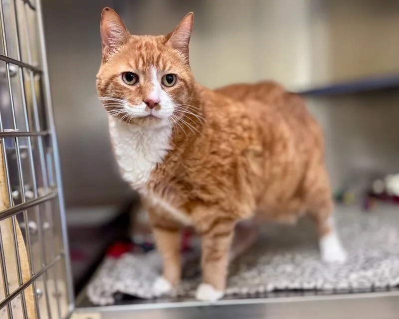 Garfield thumbnail 2