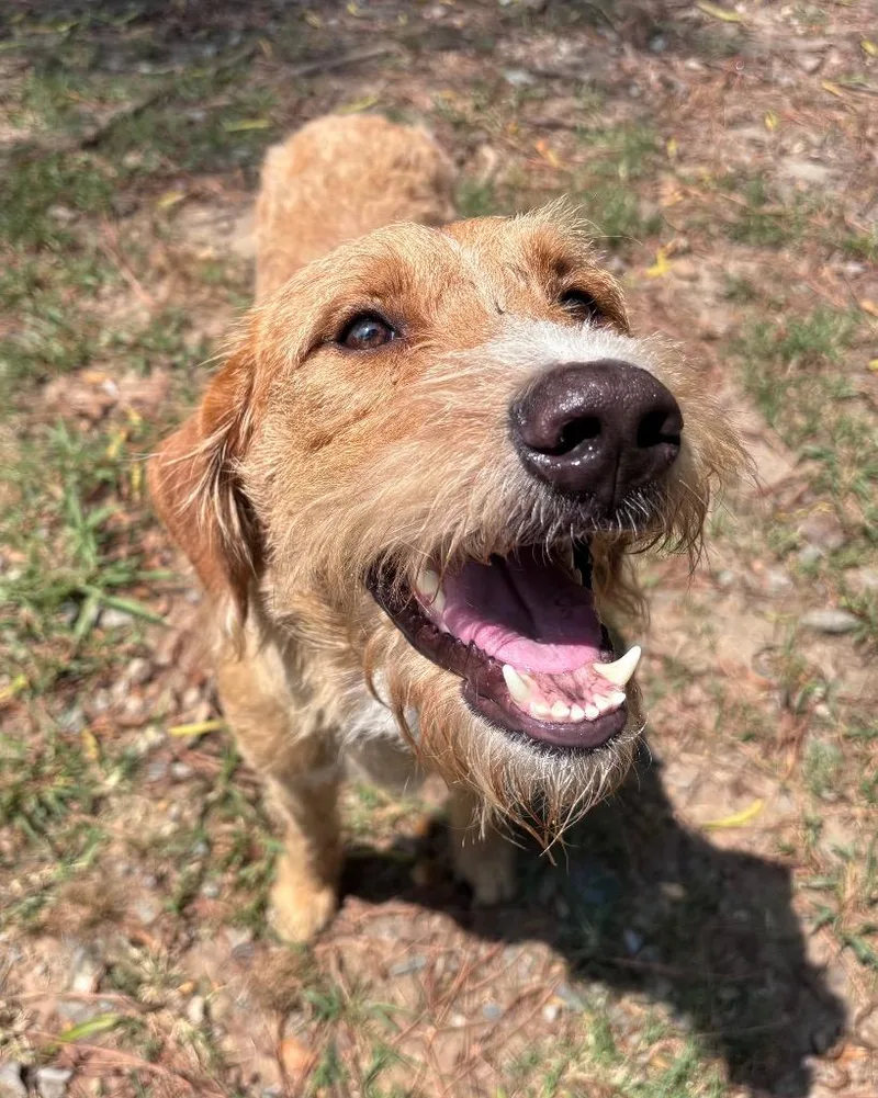 An adult large-sized male Terrier dog named Kingsley for adoption in Little Rock, AR