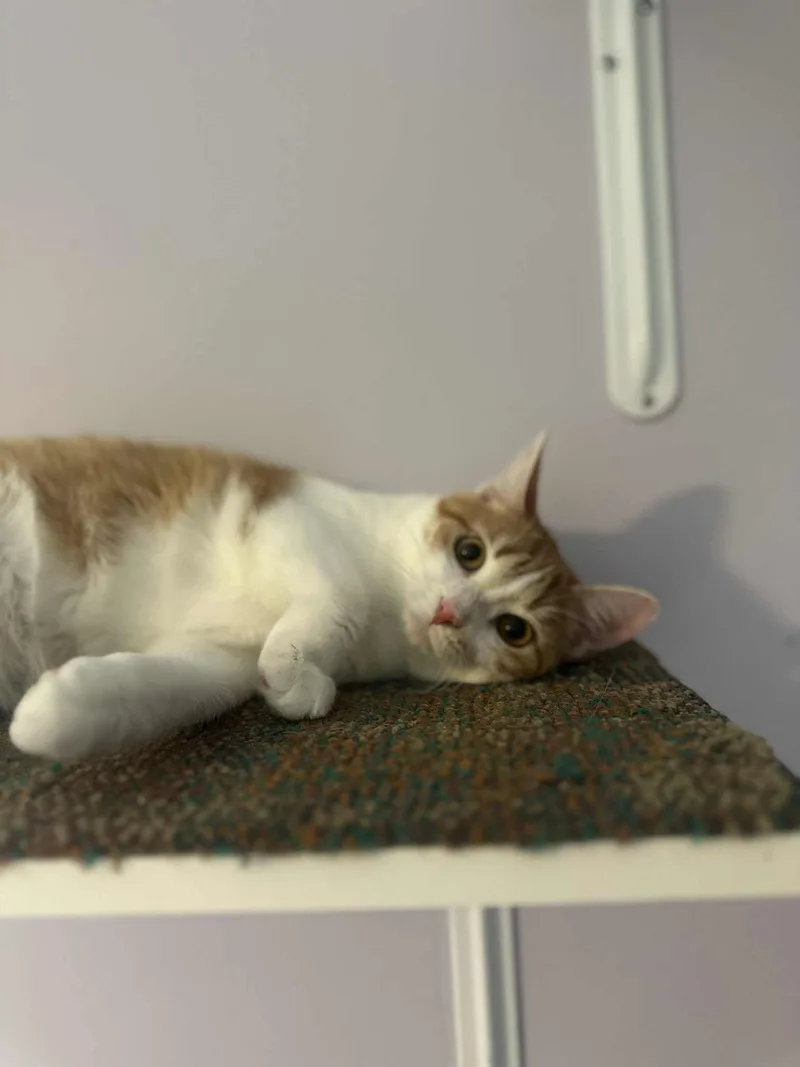 Herrera The Survivor!