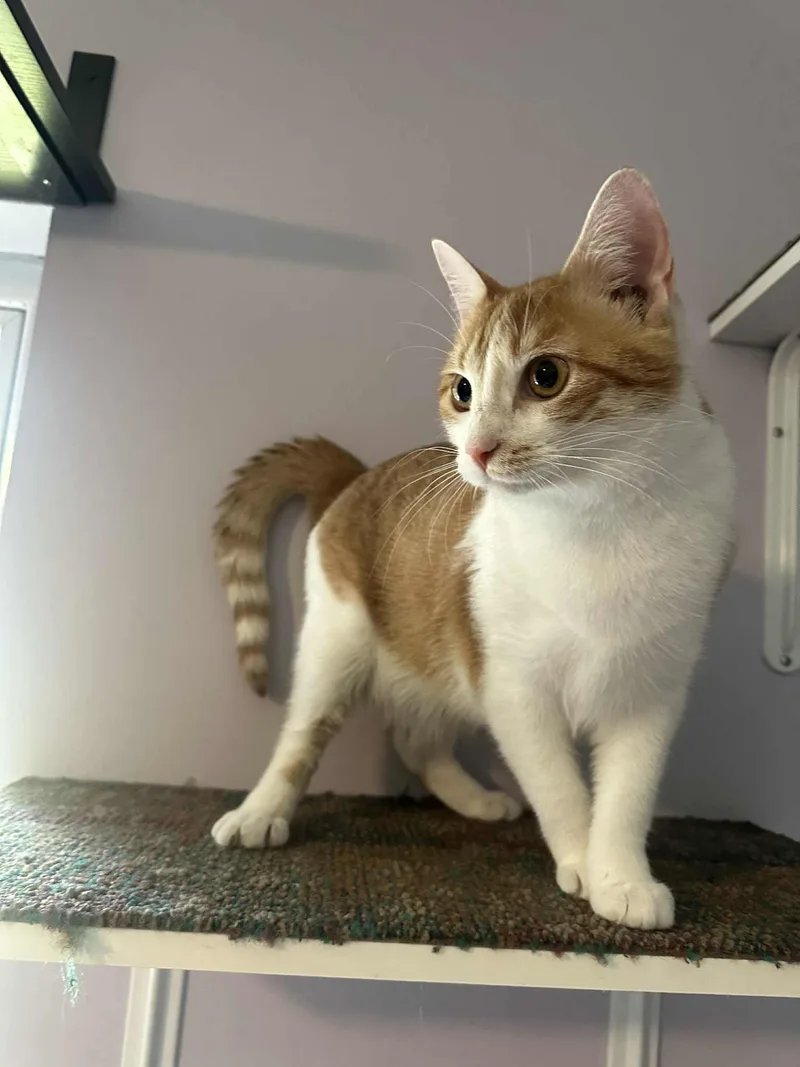 Herrera The Survivor! thumbnail 2