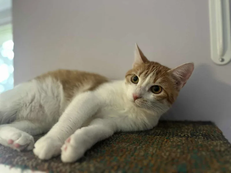 Herrera The Survivor! thumbnail 3