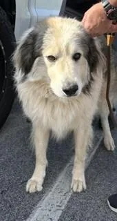 An adult large-sized male White / Cream Great Pyrenees dog named Diesel for adoption in Maryville, TN