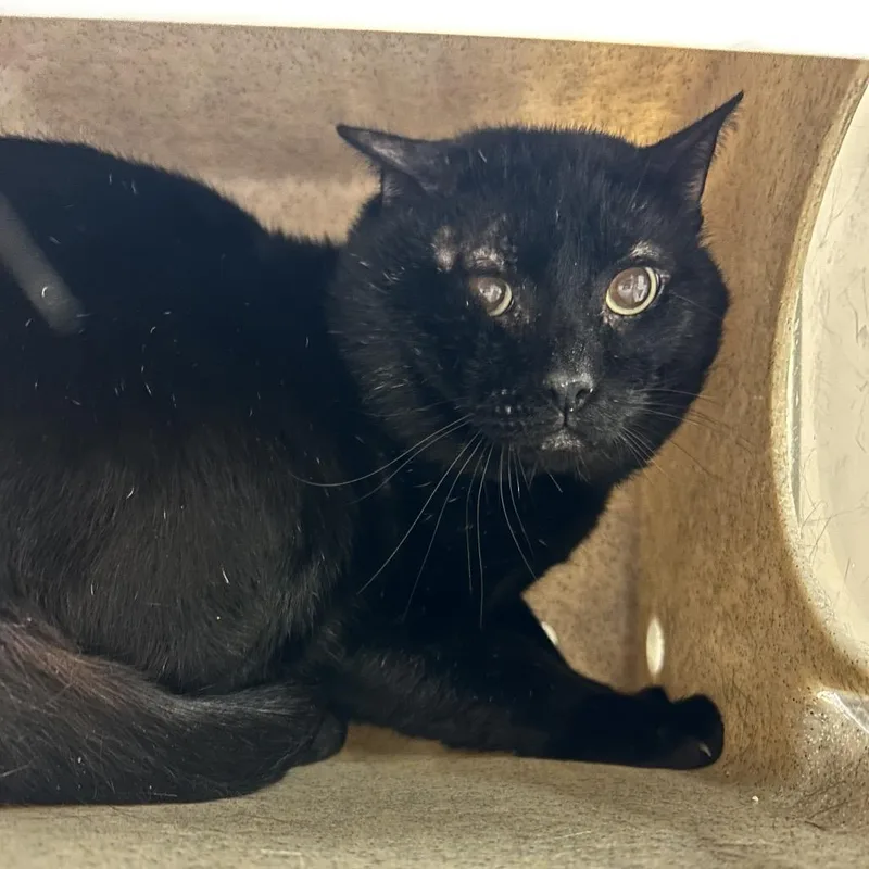 An adult large-sized male Black Domestic Short Hair cat named Working Cat Tiger for adoption in Reno, NV