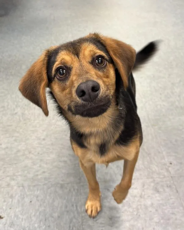 A young medium-sized male Hound dog named Stout Beer Bread for adoption in Richmond, VA