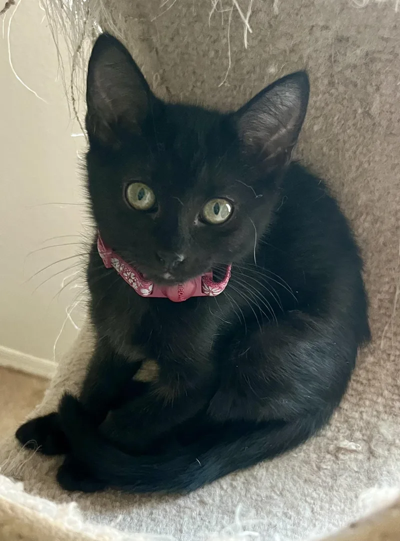 A baby medium-sized female Domestic Short Hair cat named Lola for adoption in Lancaster, CA