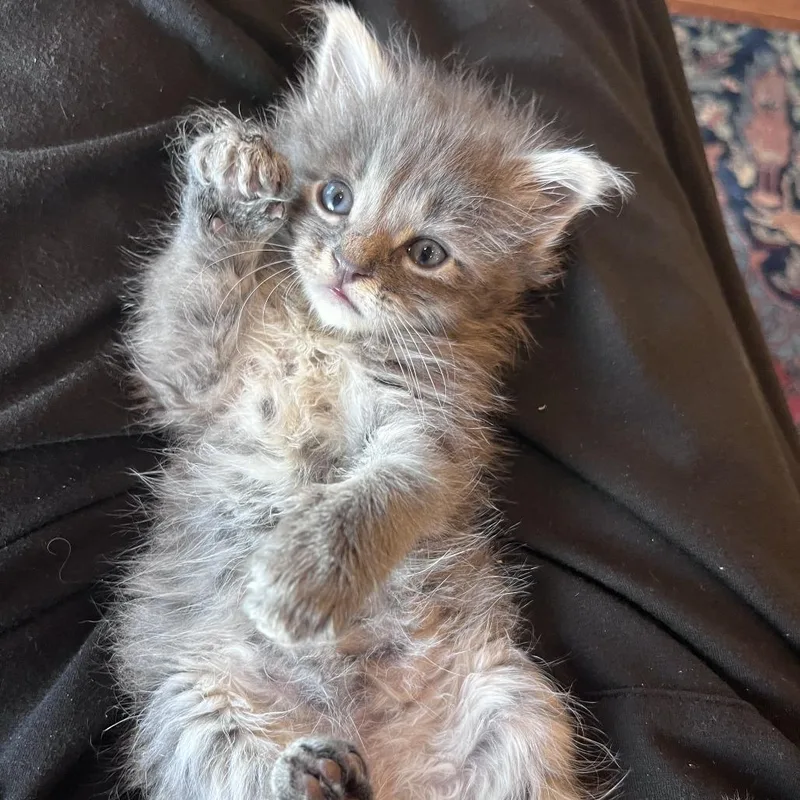 A baby small-sized female Domestic Short Hair cat named Uma for adoption in Tacoma, WA