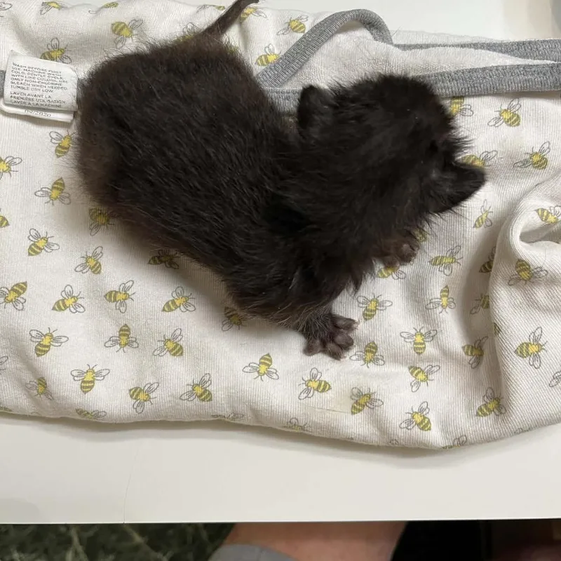 A baby small-sized male Black Domestic Short Hair cat named Chip for adoption in Baytown, TX